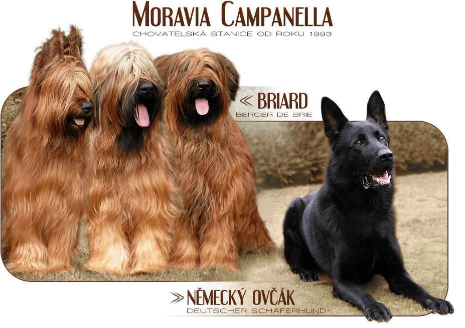 Chovatelská stanice Moravia Campanella - Briard a německý ovčák :: Berger de Brie and German shepherd dog breeder - Deutscher shäferhund